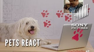 Video thumbnail for A DOG'S WAY HOME <br/>Dog's and Cat's React